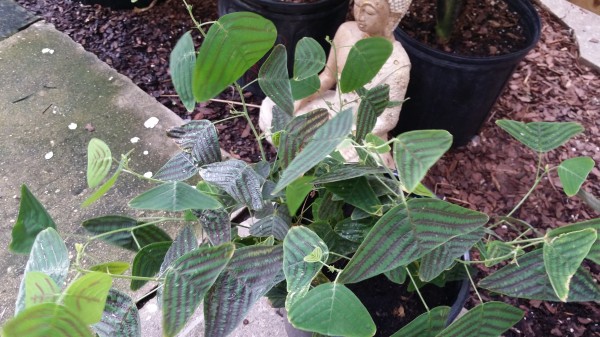 Christia obcordata  Swallow Tail Plant Butterfly Plant Florida Nursery Brevard