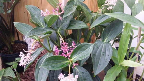 Medinilla Myriantha tropical plants florida nursery exotica