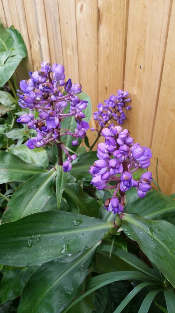 Dichorisandra thyrsiflora blue ginger florida nursery brevard county melbourne