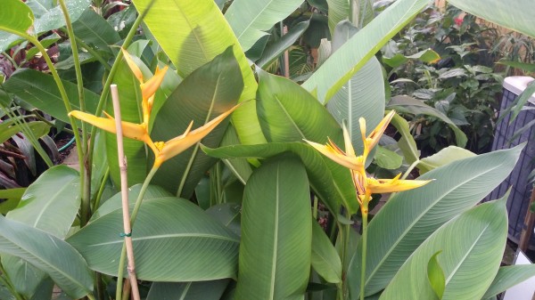 Heliconia Golden Torch florida brevard tropical plant nursery