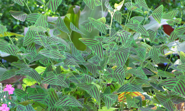 Christia obcordata  Swallow Tail Plant Butterfly Plant Florida Nursery Brevard