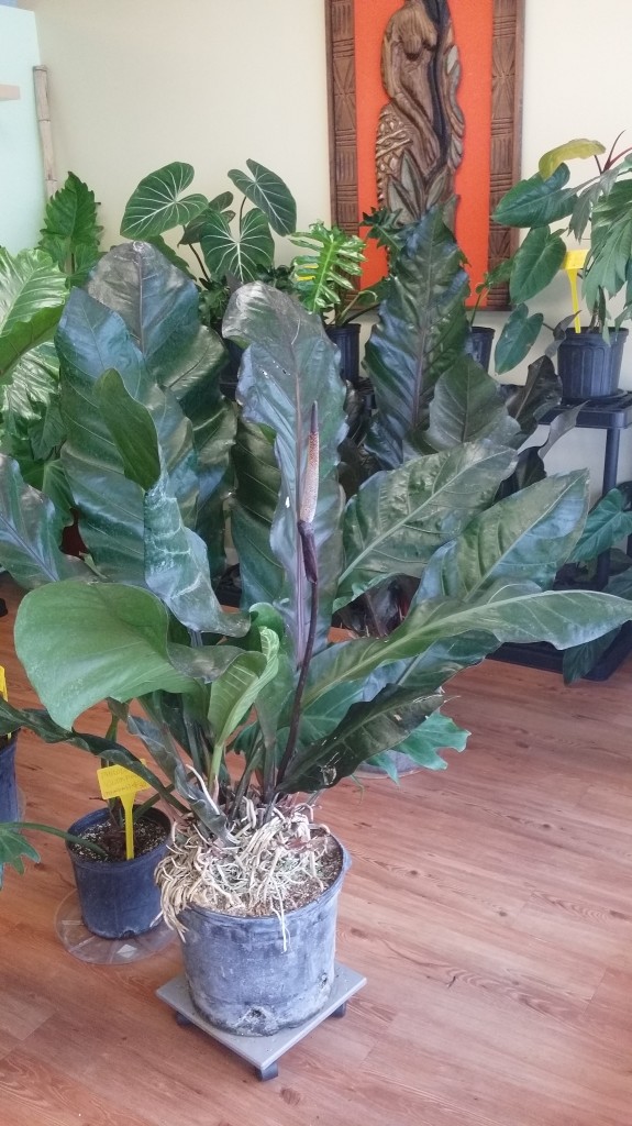 Anthurium x Marie Birds Nest Florida Nursery Tropical plants brevard melbourne