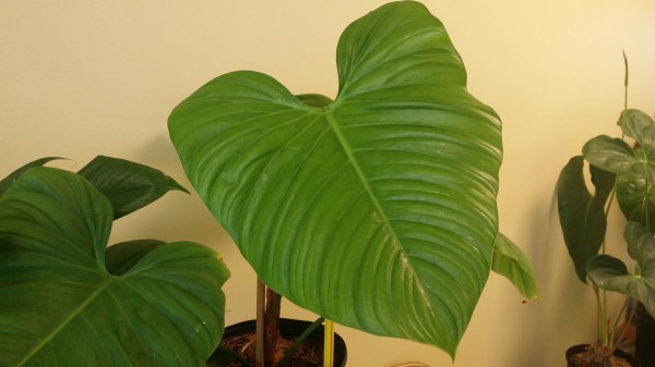 philodendron asperatum indoor or outdoor tropical plant houseplant climber nursery
