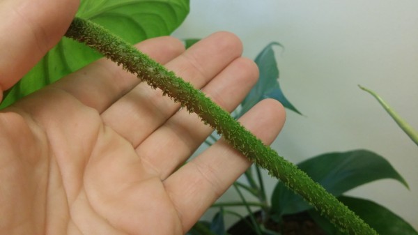 philodendron asperatum textured petiole