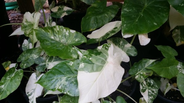 variegated Alocasia gageana california odora aka okinawa silver florida nursery