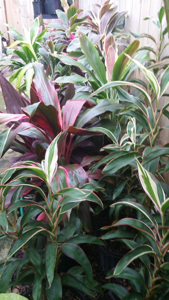 Cordyline fruticosa rare varieties hawaiian ti plant