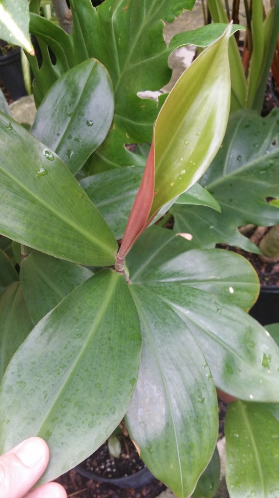 costus chiapus ginger red flower florida tropical plant nursery brevard melbourne