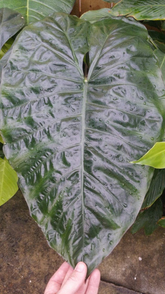 alocasia plumbea nigra black elephant ear florida nursery brevard online store