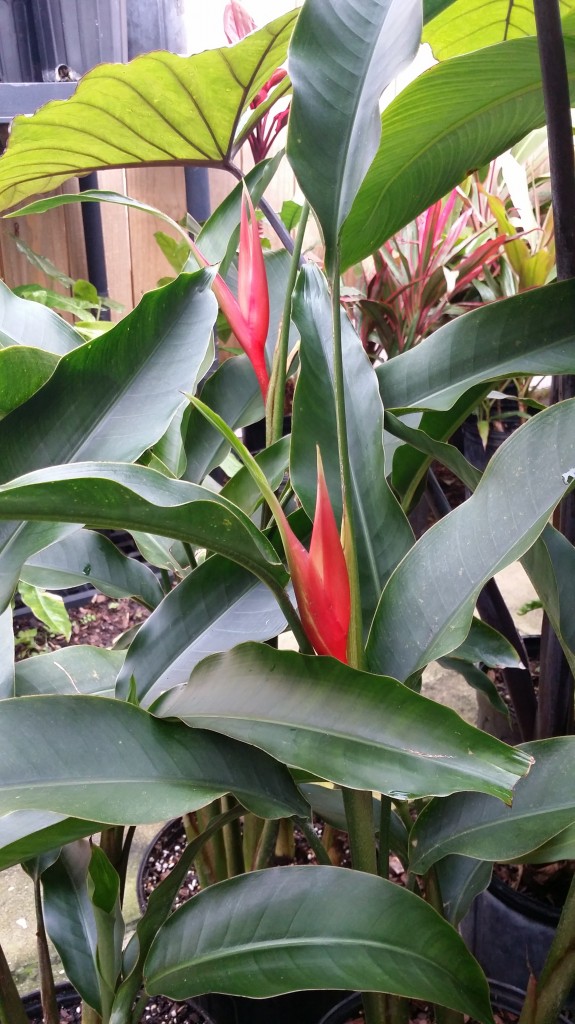 Heliconia angusta 'red christmas' florida nursery tropical plants brevard melbourne