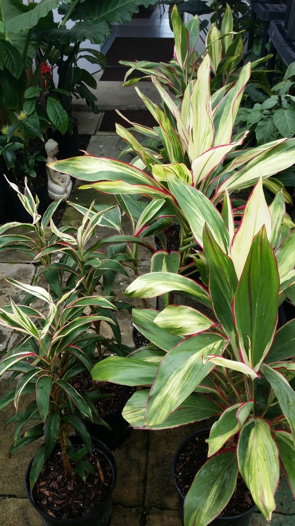 Christmas Cordylines Hawaiian Ti Plants