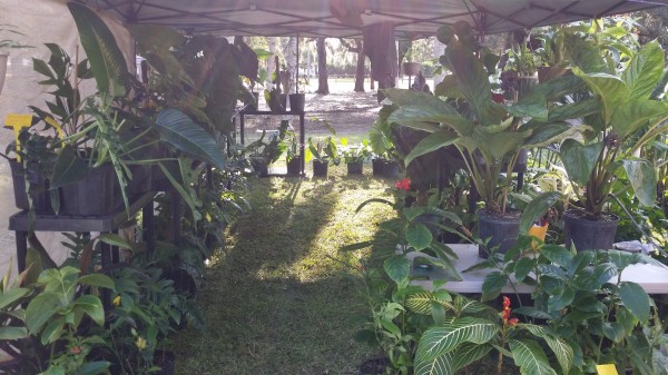 vero beach gardenfest rare tropical plants heliconia ginger trees philodendron aroids