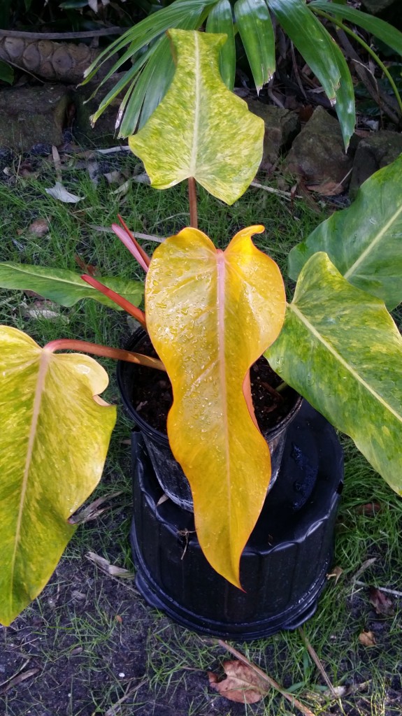 orange marmalade hybrid philodendron