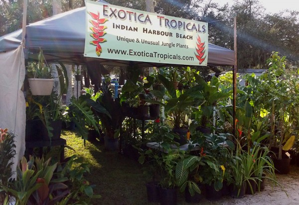 vero beach gardenfest rare tropical plants heliconia ginger trees philodendron aroids