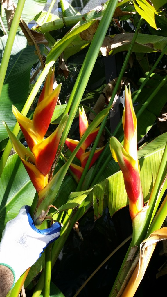 Heliconia jacquinii florida tropical plant nursery brevard melbourne space coast