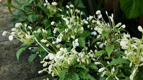 Musical Notes Clerodendrum Incisum Florida tropical plant nursery