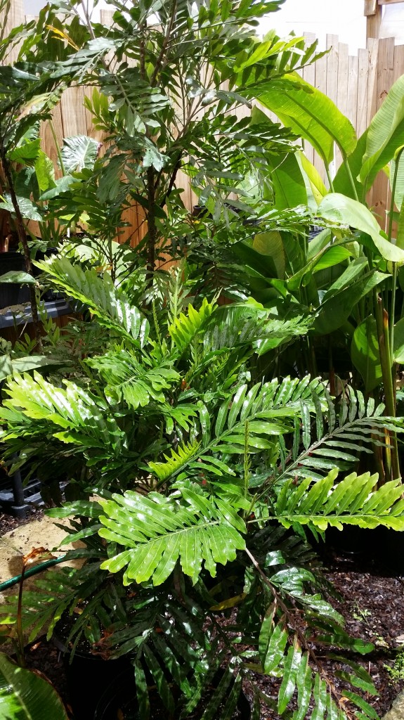 Japanese Fern Tree Filicium decipiens Florida Tropical Plant nursery Melbourne, Cocoa Beach, Indialantic, Indian Harbour 