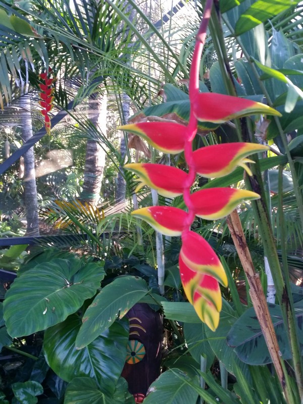 Heliconia rostrata hanging lobster claw - bird of paradise tropical plant nursery florida brevard melbourne