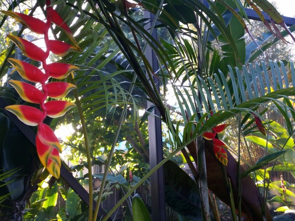 Heliconia rostrata hanging lobster claw - bird of paradise tropical plant nursery florida brevard melbourne