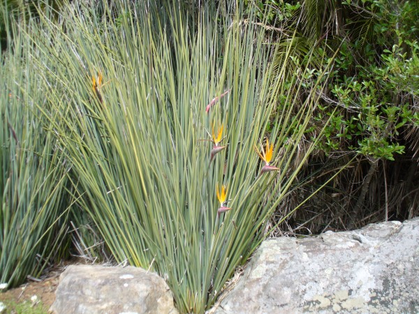 leafless bird of paradise strelitzia juncea florida nursery brevard melbourne tropical plants