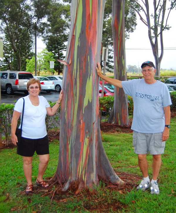 Rainbow Eucalyptus deglupta trees for sale florida nursery brevard county melbourne