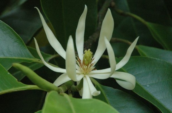 michelia x alba white champak joy perfume tree tropical magnolia florida brevard nursery