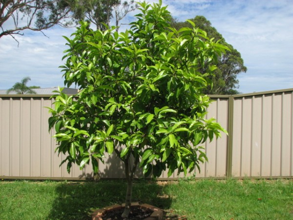 michelia x alba white champak joy perfume tree tropical magnolia florida brevard nursery