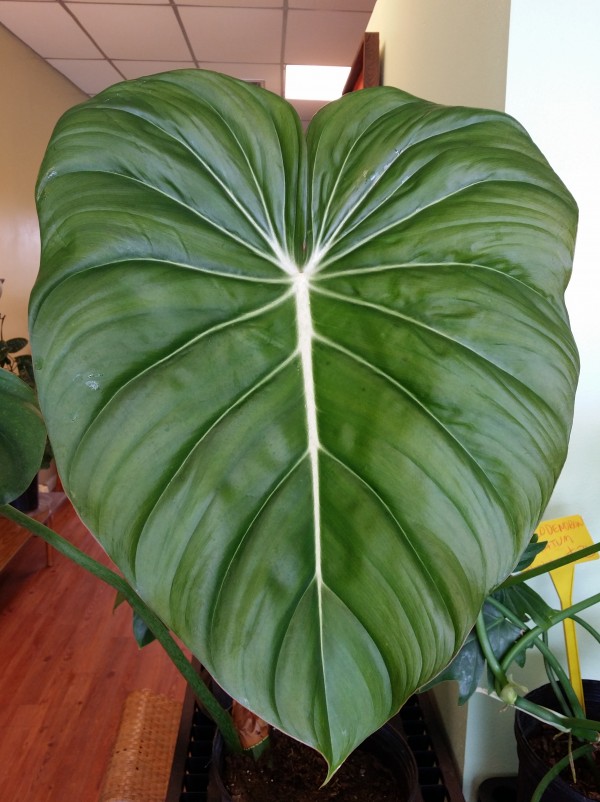 philodendron mcdowelii florida tropical plant nursery