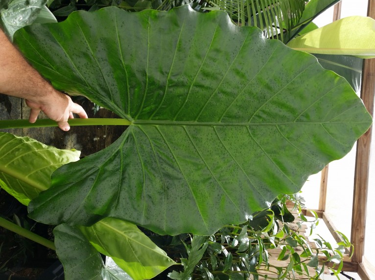 Some Big Leaves Around The Nursery Exotica Tropicals – Tropical