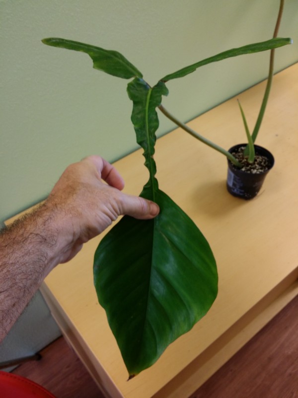 philodendron joepii florida tropical plant nursery melbourne brevard