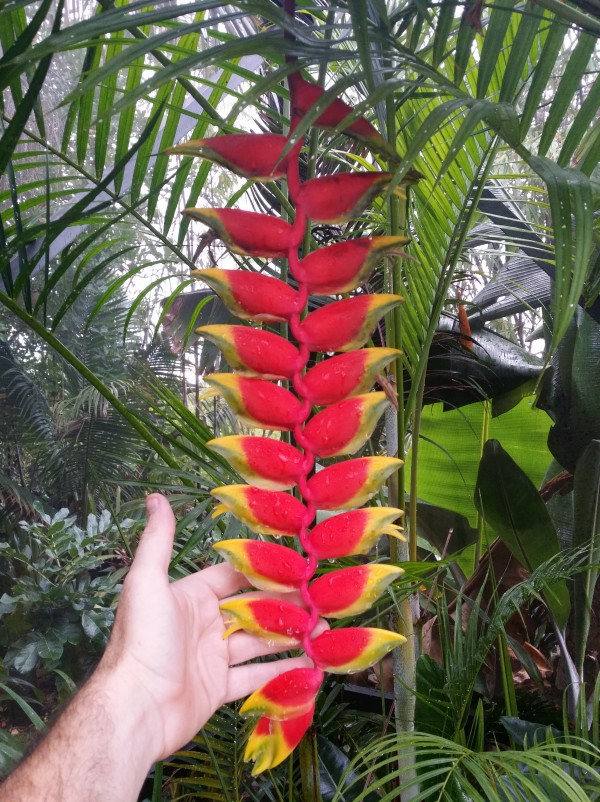 Heliconia rostrata hanging lobster claw - bird of paradise tropical plant nursery florida brevard melbourne