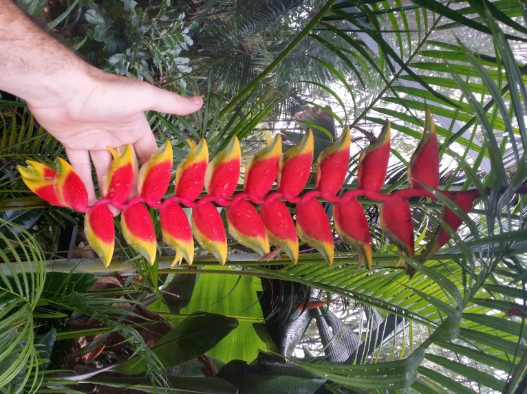 It’s been a bumper crop year for Heliconia rostrata 'Hanging Lobster C...