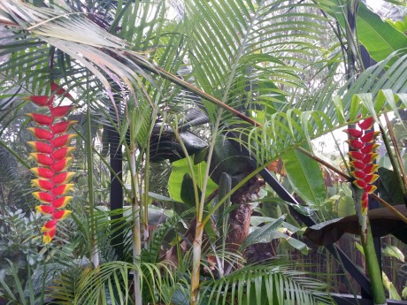 heliconia rostrata hanging lobster claw florida nursery brevard melbourne indian harbour beach