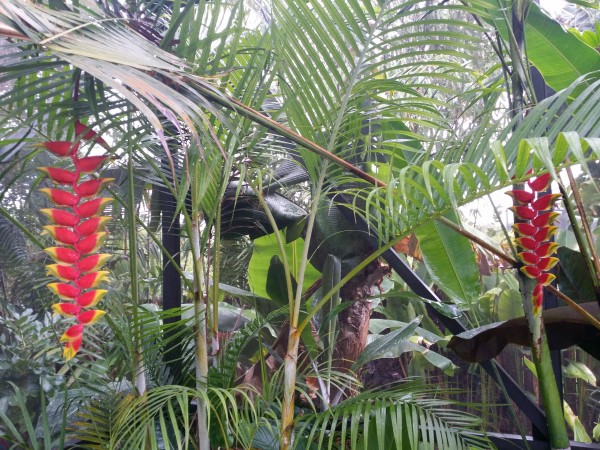 heliconia rostrata hanging lobster claw florida nursery brevard melbourne indian harbour beach