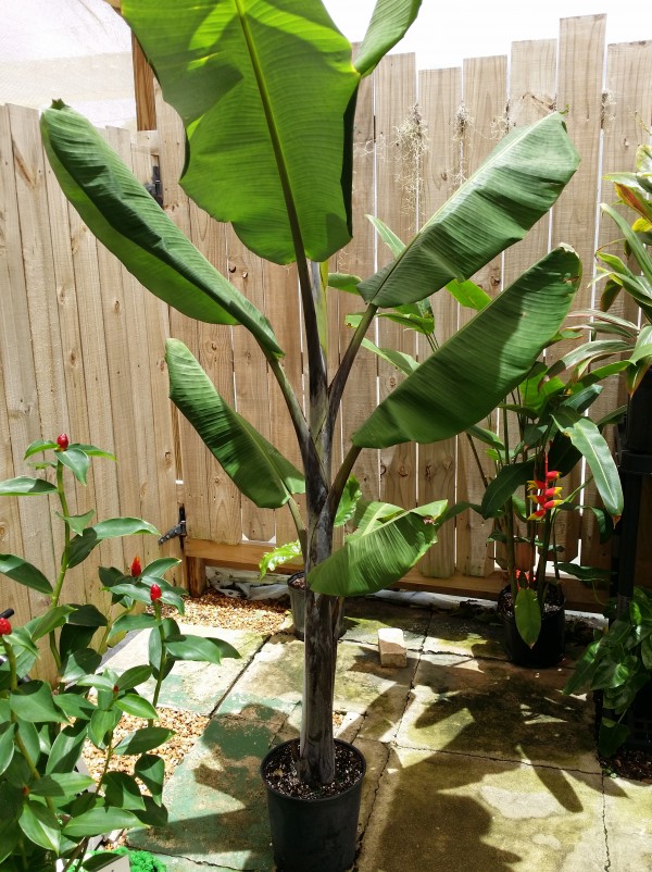 Thai Black Banana musa  florida nursery tropical plants