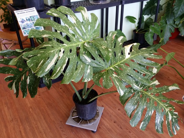 variegated monstera deliciosa swiss cheese plant mexican breadfruit florida nursery brevard melbourne