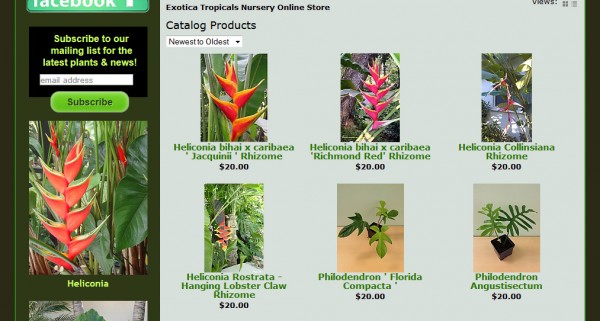 tropical plants online store heliconia philidendron rare unusual shop online