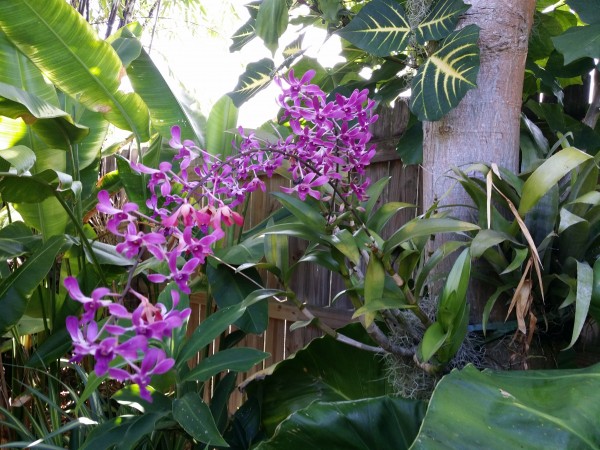 orchid blooming in garden florida tropical plant nursery buy online orchid blooming in garden florida tropical plant nursery buy online