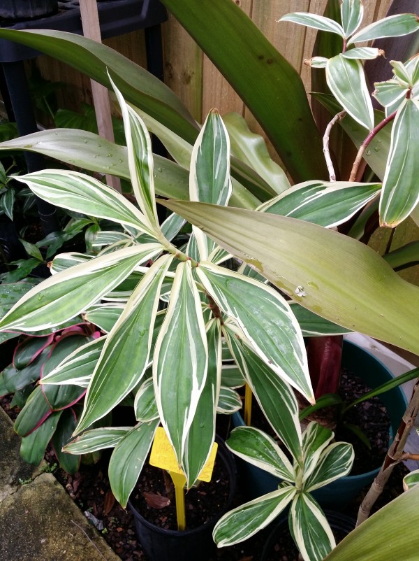 Costus speciosus Variegatus variegated crepe ginger buy online florida nursery melbourne