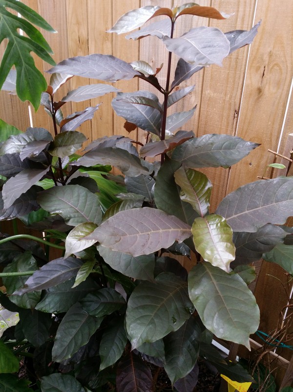 bronze leaf plant florida tropical nursery buy online