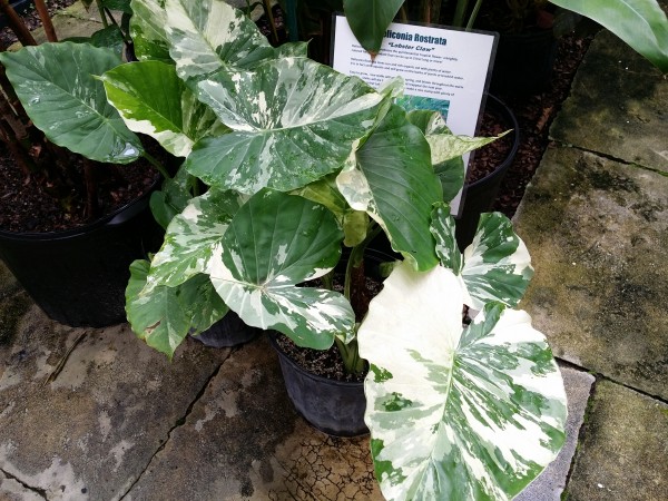 variegated dwarf alocasia california gageana okinawa silver