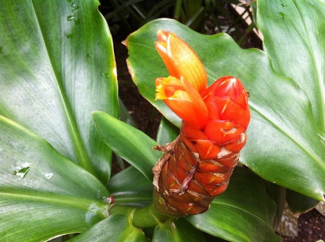 costus-ginger-orange-scaber