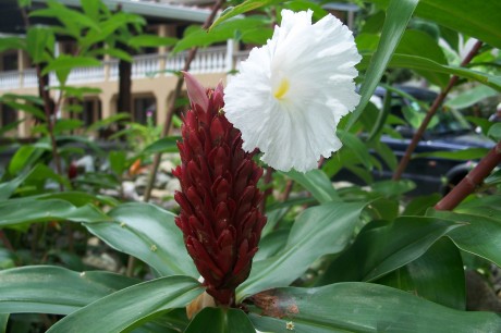 can red button ginger grow in full shade