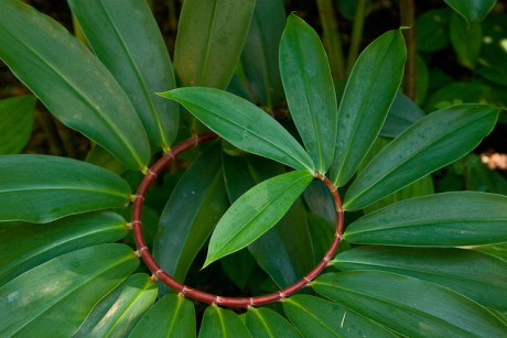 Crepe Ginger (Costus speciosus)