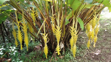 heliconia-shogun