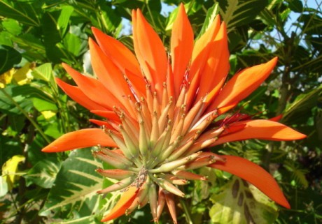 sunshine-coral-tree-erythrina
