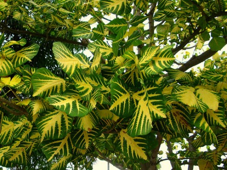 sunshine-tree-erythrina-variegata