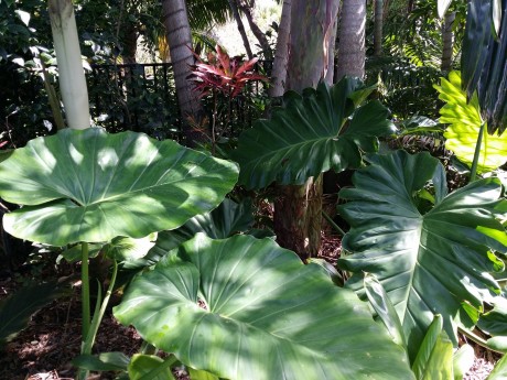 philodendron subincisum wilson wilsonii florida nursery buy online