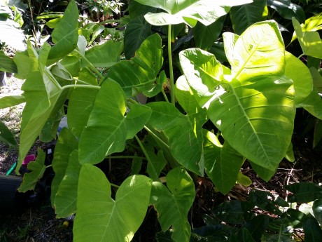 xanthosoma lime zinger florida tropical plant nursery buy online