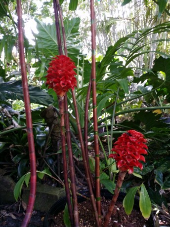 indonesian wax ginger florida tropical plant nursery buy online