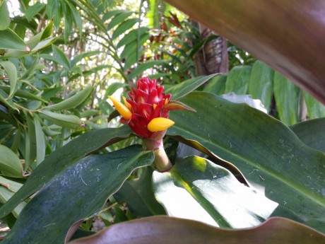 rare red costus ginger florida tropical plant nursery buy online